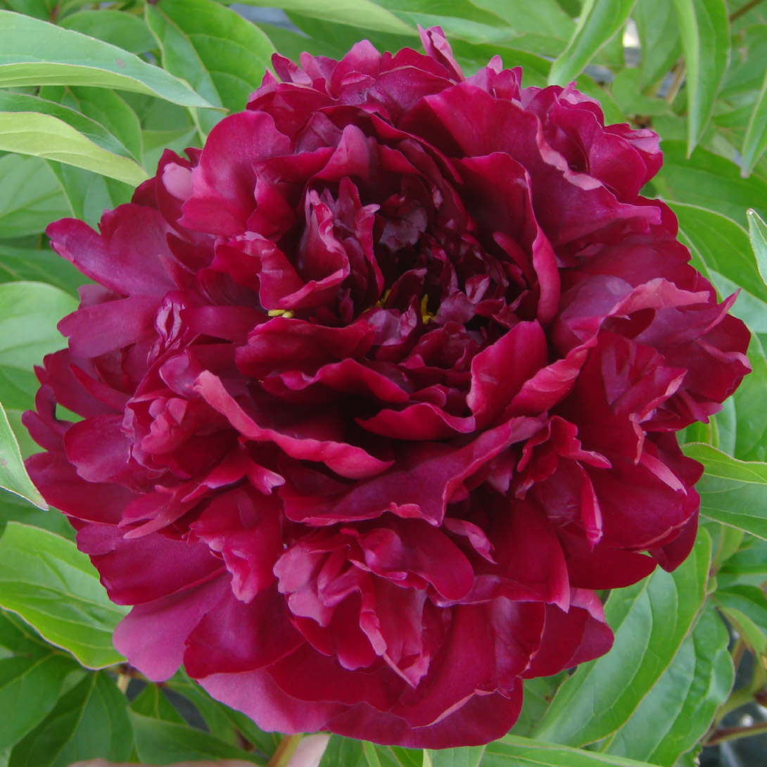 花木苗 芍薬 バーストオブジョイ 1株