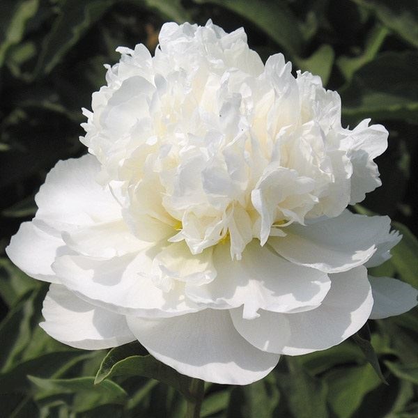 芍薬 雪峰 1株