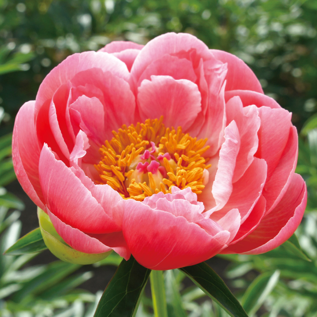 花木苗 芍薬 コーラルチャーム 1株