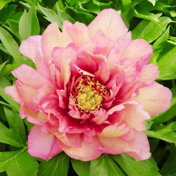 花木苗 ハイブリッドシャクヤク ヒラリー 1株