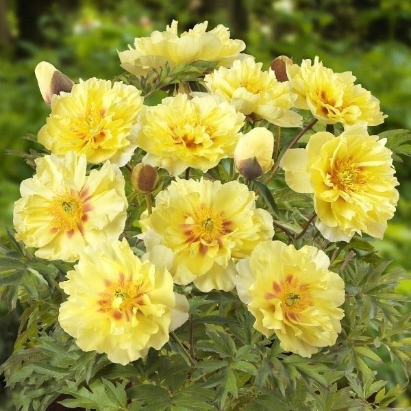 芍薬苗 ハイブリッド芍薬 バートゼラ 1株