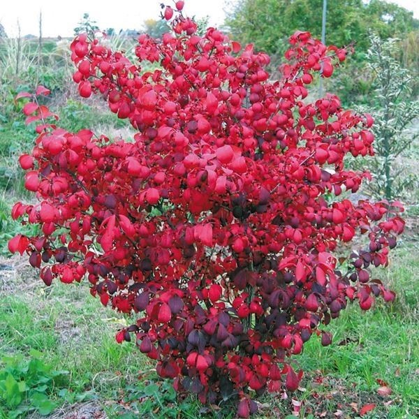 花木苗 ニシキギ コンパクタ 2株