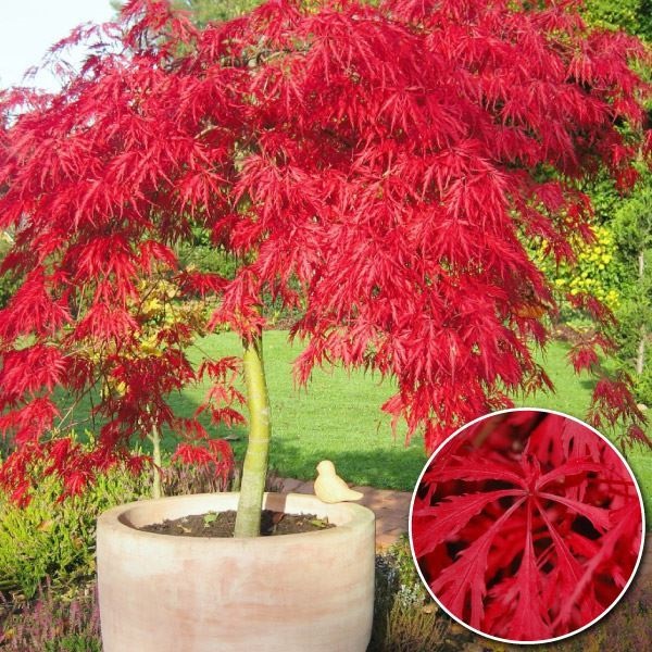 花木苗 しだれ紅葉 ガーネット 1株