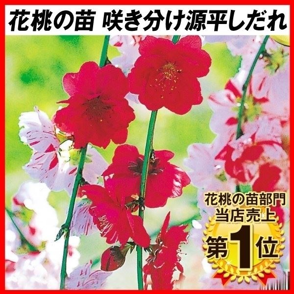 花木 花桃 咲分け源平しだれ