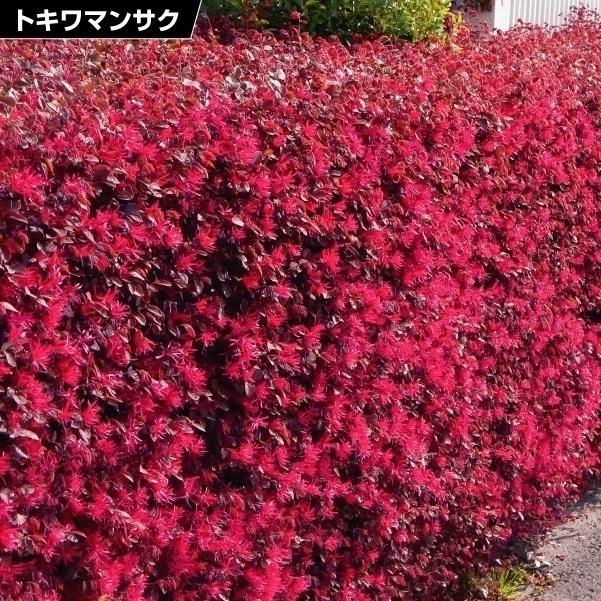花木苗 トキワマンサク 赤葉トキワマンサク赤花 1株