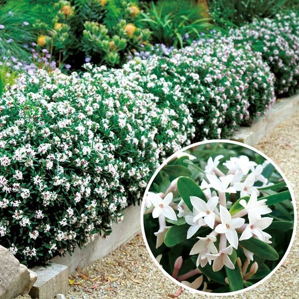 花木苗 四季咲き沈丁花 エターナルフレグランス
