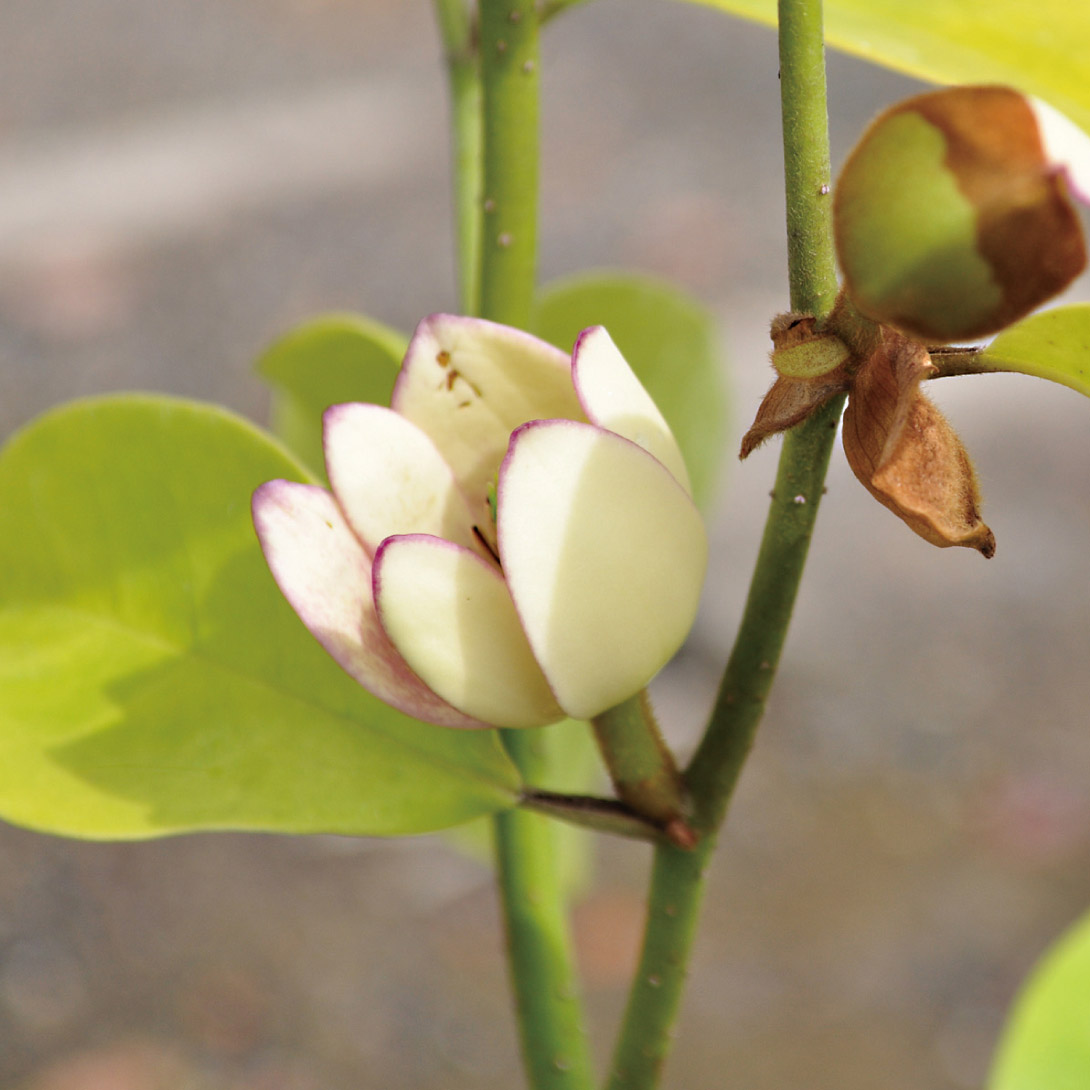 花木苗 オガタマ 四季咲きオガタマ 1株
