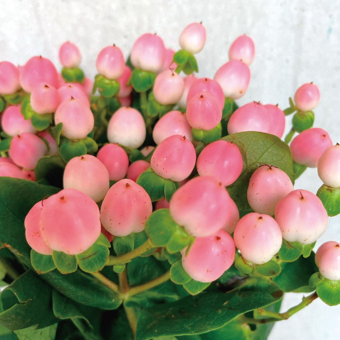 花木苗 ヒペリカム マジカルピンク外 1株