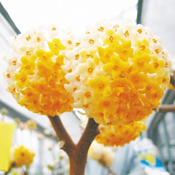 花木苗 ミツマタ 大輪黄花ミツマタ 2株
