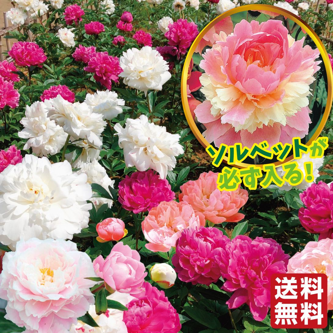 花木苗 芍薬 おまかせシャクヤクセット(品種見計らい・名称付き） 8種8株 送料無料