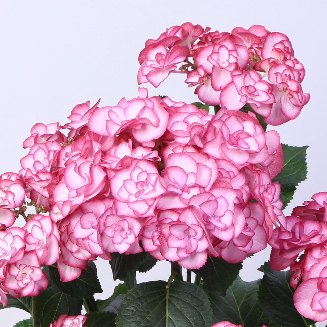 花木苗 アジサイ ユリカ ピンク 1株