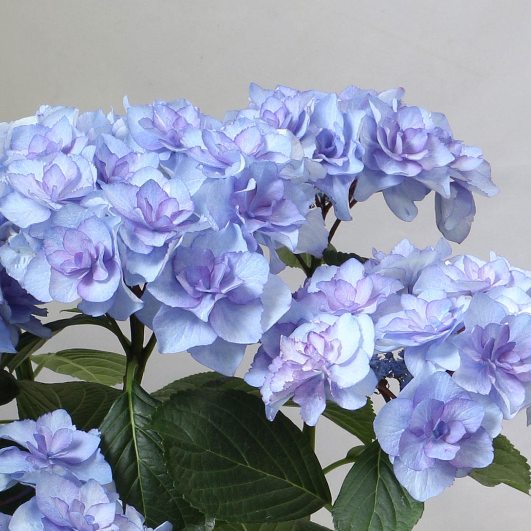 花木苗 アジサイ バロニー ブルー 1株