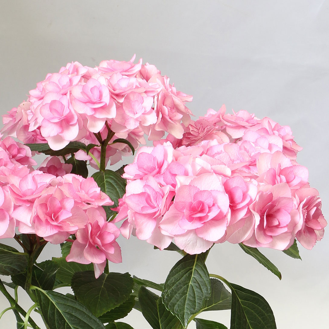 花木苗 アジサイ バロニー ピンク 1株