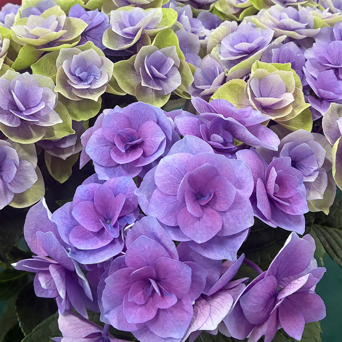 花木苗 アジサイ シャルム パープル 1株