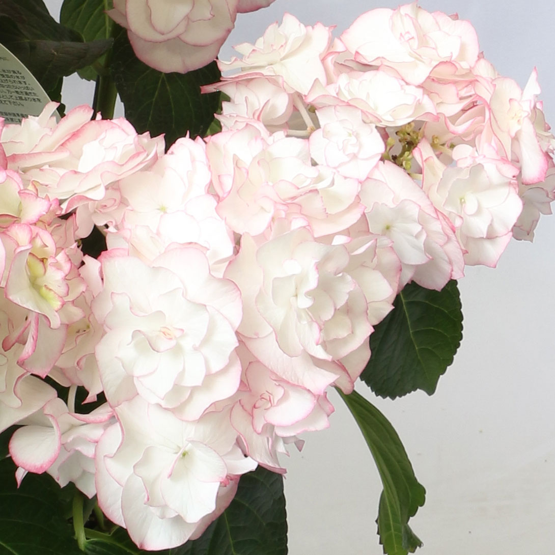 花木苗 アジサイ イリス ピンク 1株