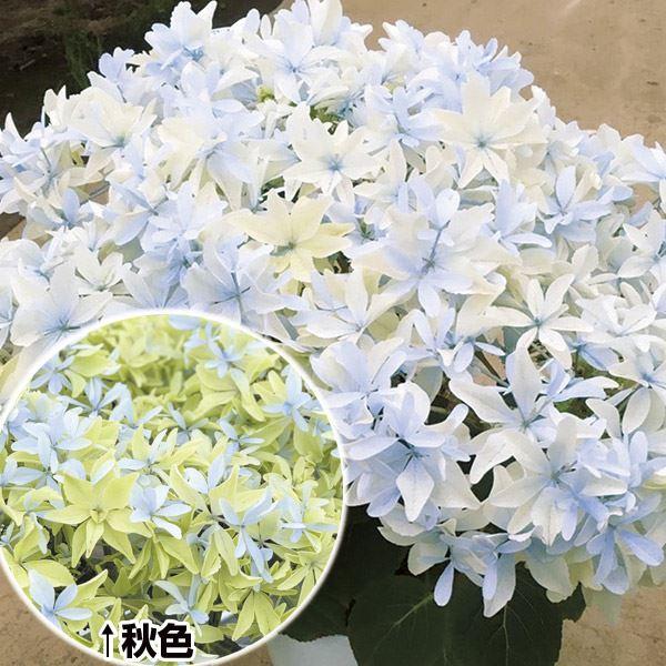 花木苗 アジサイ グリッター 1株