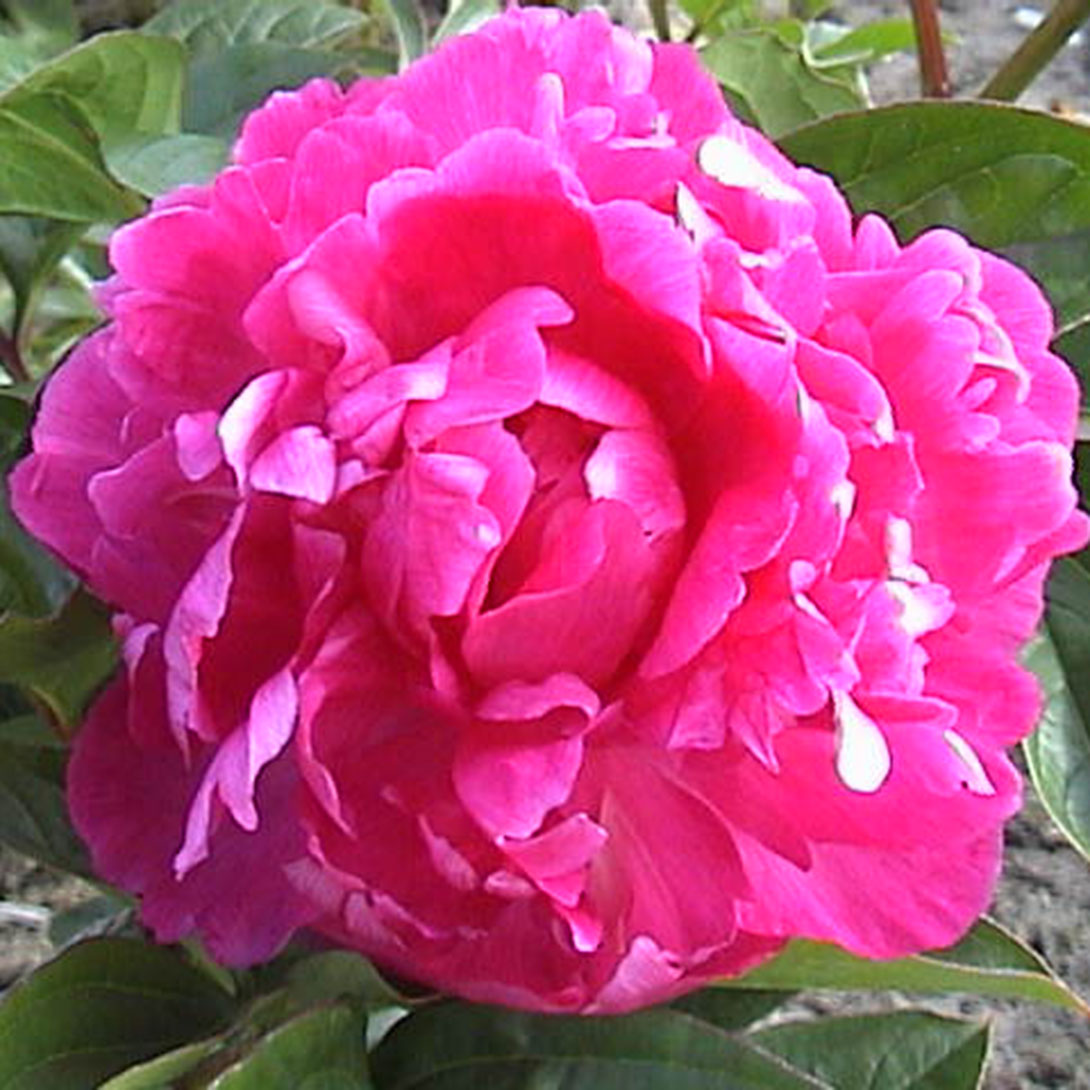 芍薬苗 ベストマン 1株