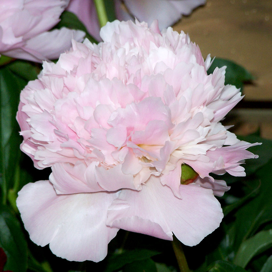 芍薬苗 アルタイ 1株