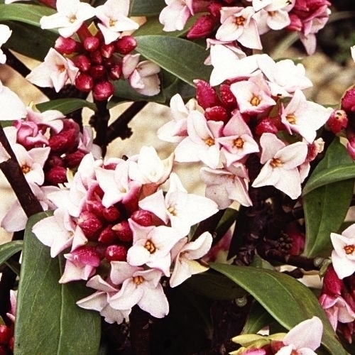 花木苗 沈丁花 1株