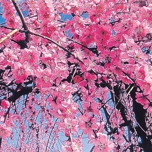 花木 花梅 桃しだれ 1株