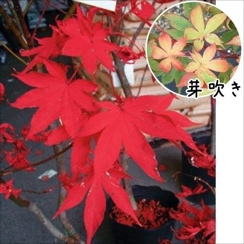 花木苗 モミジ 大盃 1株