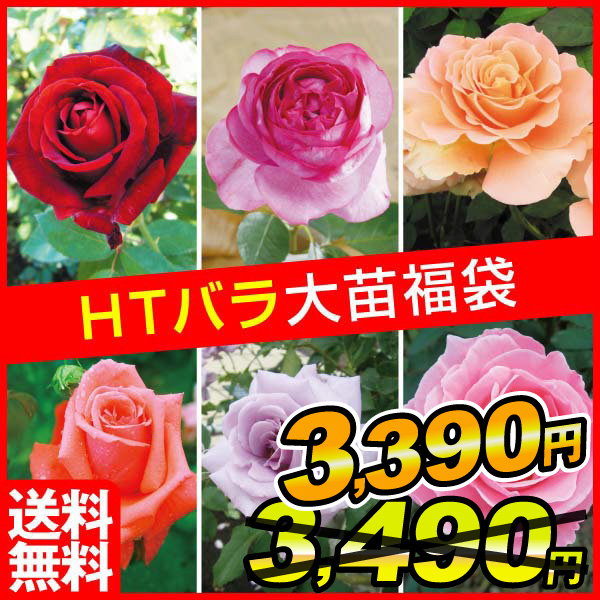 バラ苗四季咲