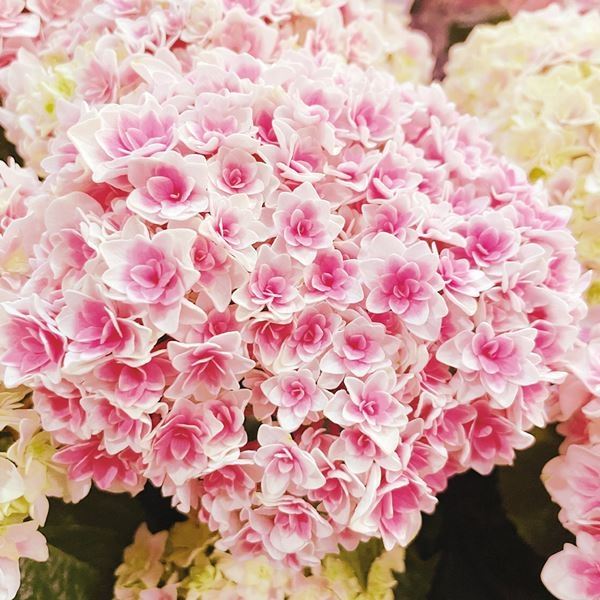 花木苗 アジサイ 竜宮 1株