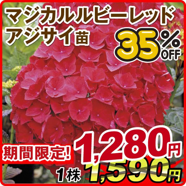 ［期間限定セール］花木苗 アジサイ マジカルルビーレッドPVP外 1株