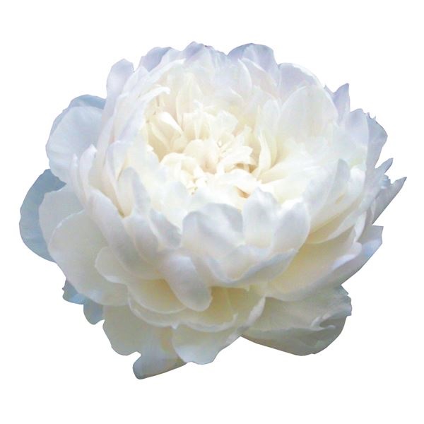 芍薬苗 ホワイトサラベルナール 1株