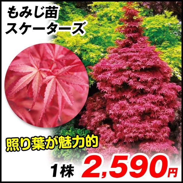 花木 もみじ スケーターズ 1株