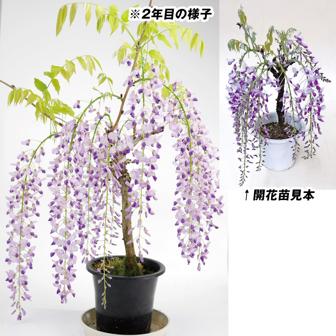 花木苗 藤 一才フジ 1株 送料無料