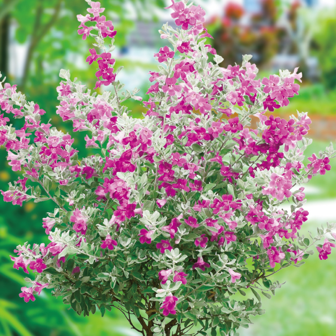 花木苗 レウコフィラム 特級 1株