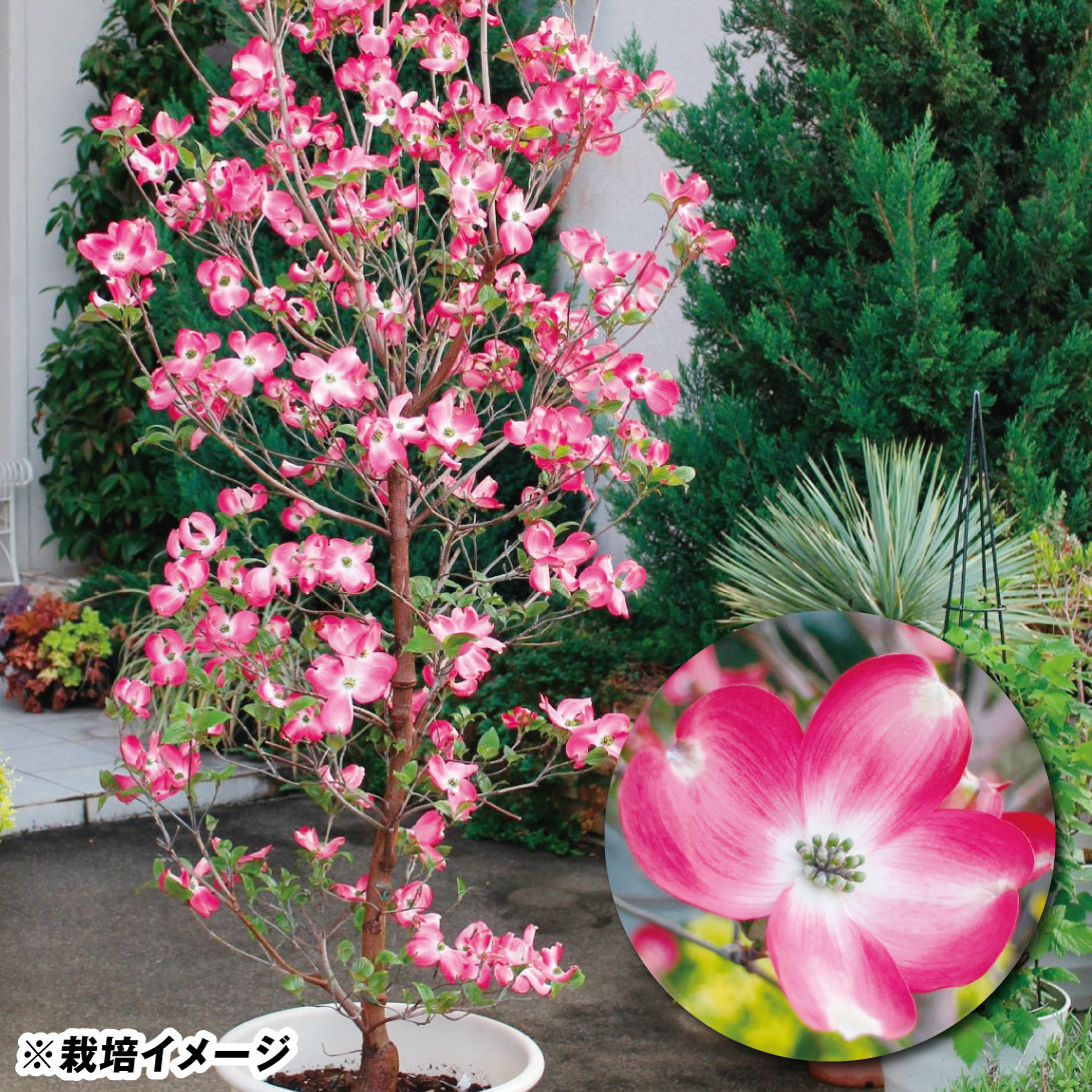 花木苗 ハナミズキ レッドビューティー 1株