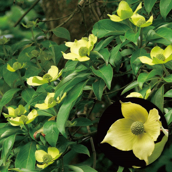 花木 常緑ヤマボウシ 金陽 1株