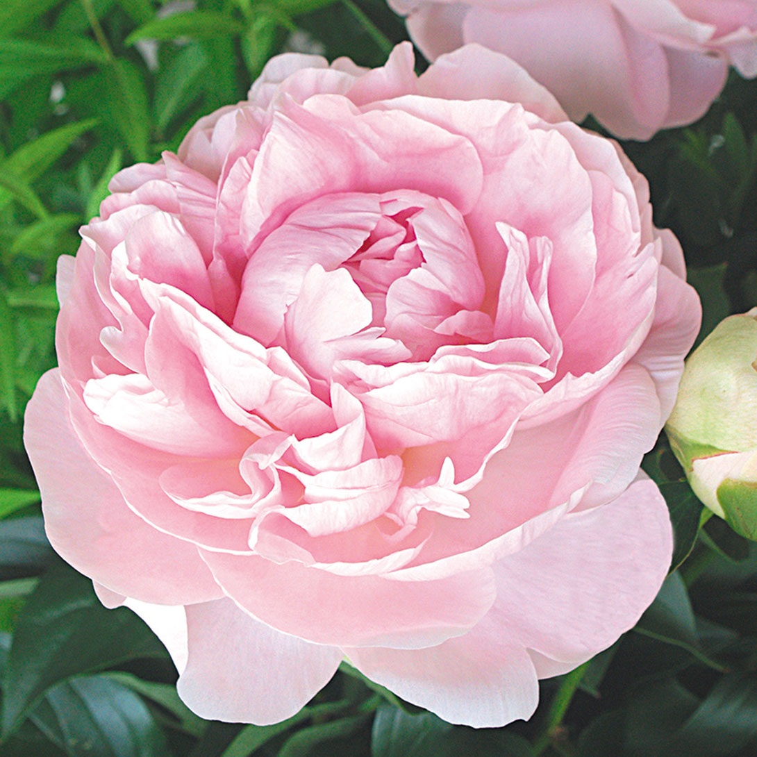 花木苗 芍薬 かぐや姫 2年生大株苗 1株