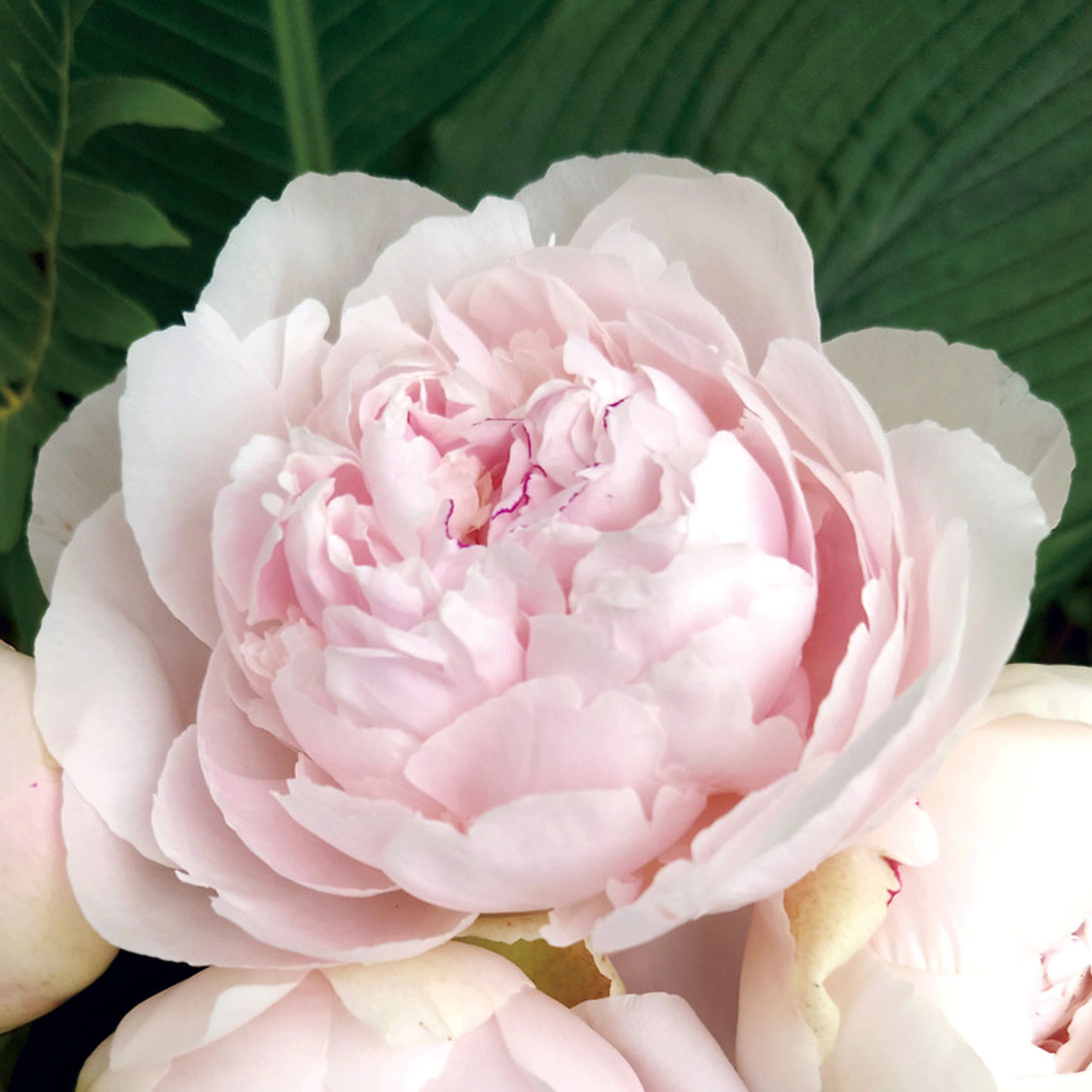 花木苗 芍薬 ラテンドール 2年生大株苗 1株