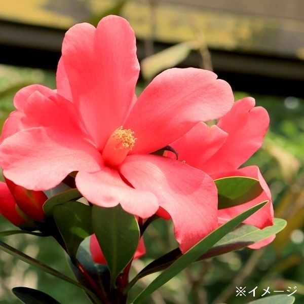 花木 ツバキ 珍しい椿 アザレア椿 1株