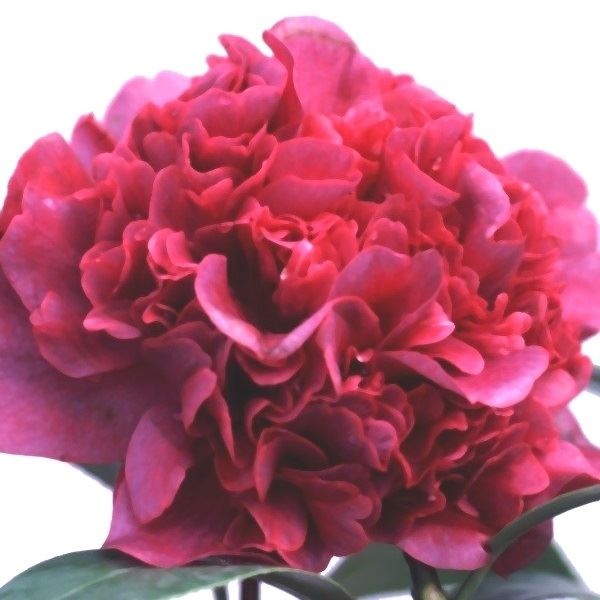 花木 ツバキ 珍しい椿 タカニニ 1株