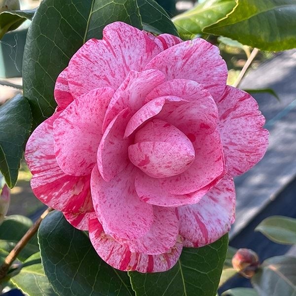 花木 ツバキ 珍しい椿 ハイジンクス 1株