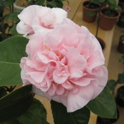 花木 ツバキ 珍しい椿 デビュータント 1株