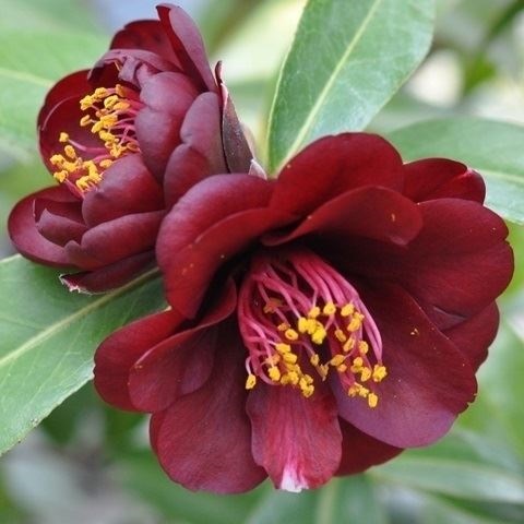 花木 ツバキ 珍しい椿 ナイトライダー 1株