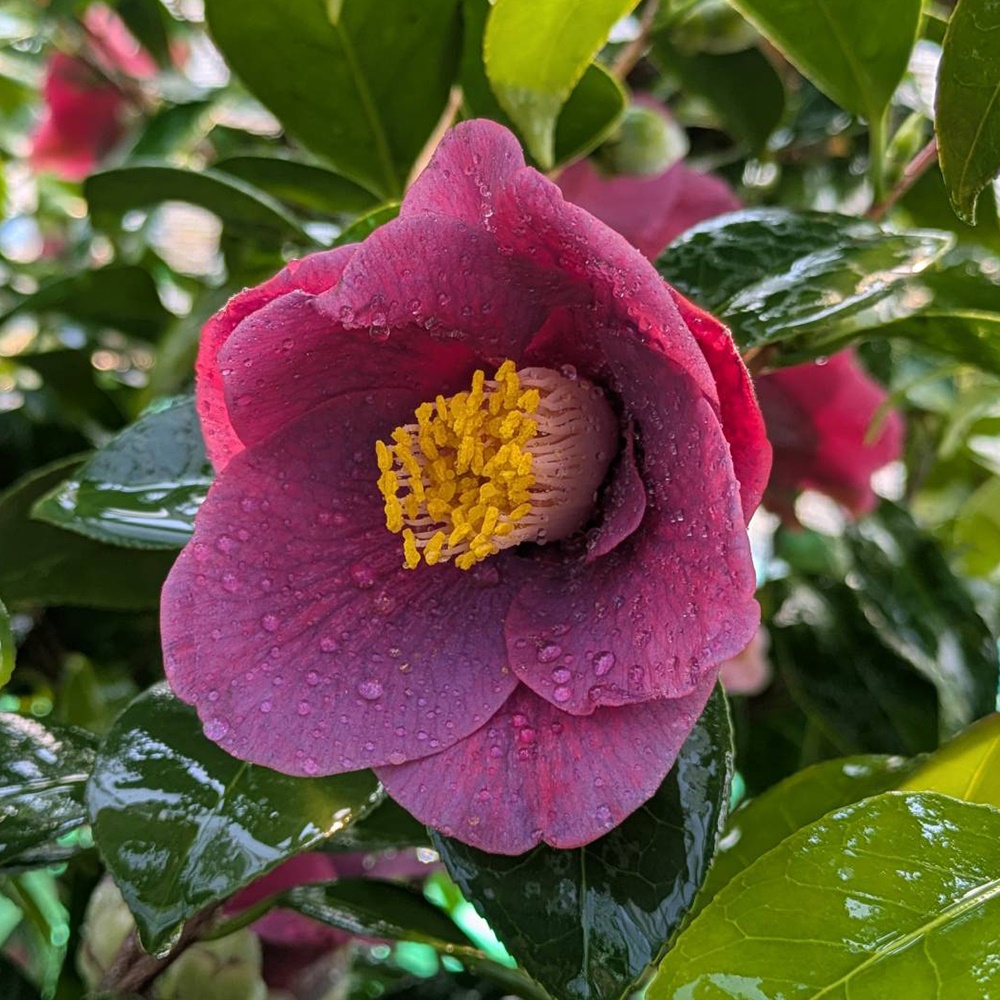 花木 ツバキ 珍しい椿 グレープソーダ 1株