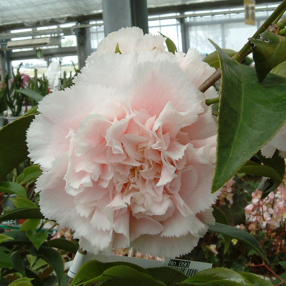 花木 ツバキ 珍しい椿 ハワイ 1株