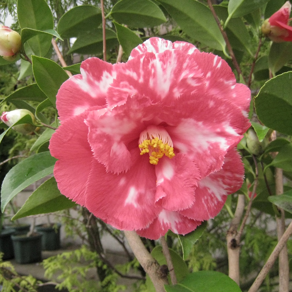 花木 ツバキ 珍しい椿 ビルデナンデス 1株