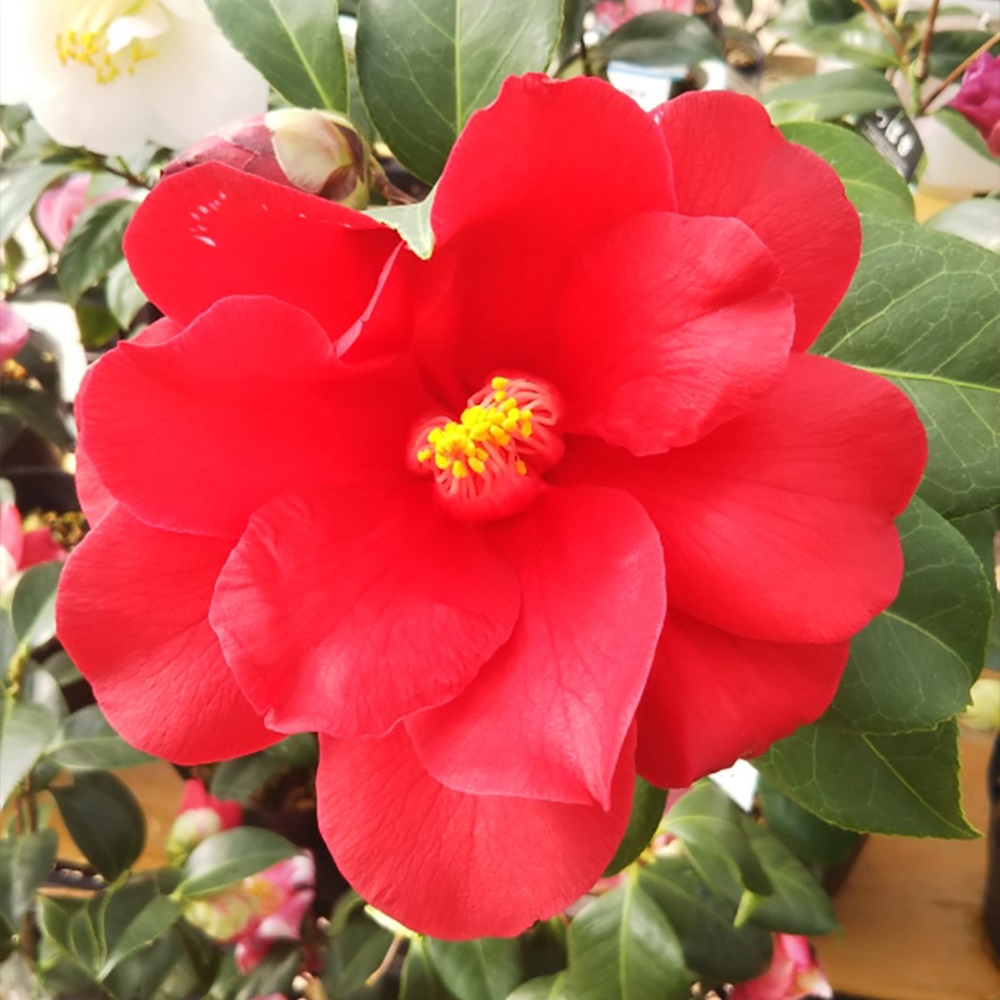 花木 ツバキ 珍しい椿 ファイヤーダンス 1株