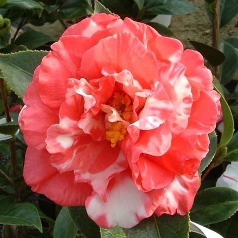 花木 ツバキ 雪椿 春日山 1株