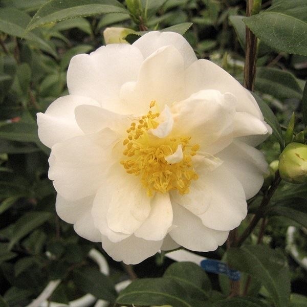 花木 ツバキ 雪椿 水吉 1株
