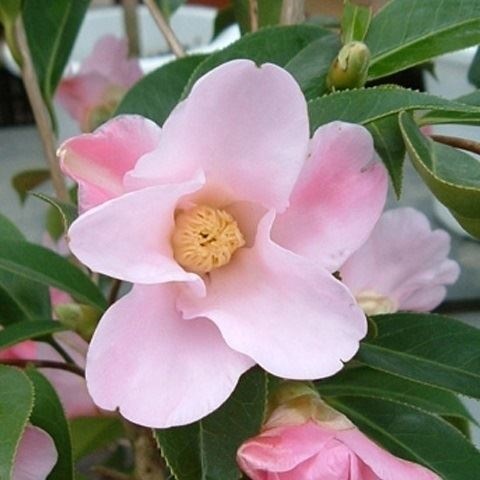 花木 ツバキ 侘助椿 数奇屋侘助 1株