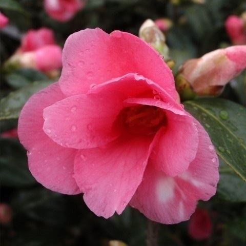 花木 ツバキ 侘助椿 紅侘助 1株