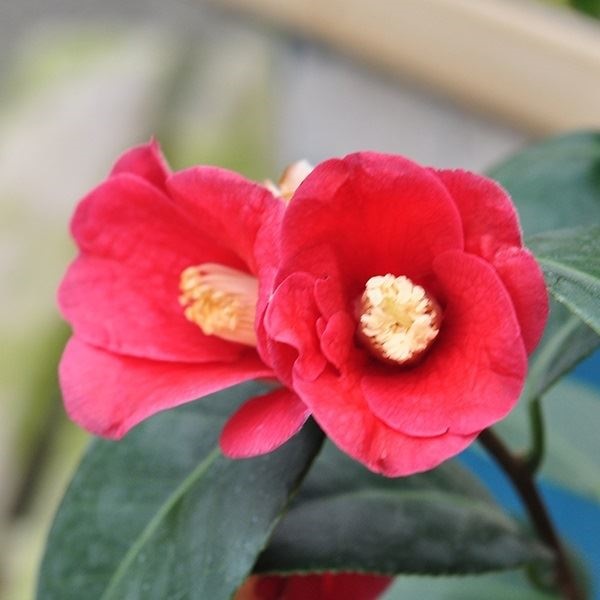 花木 ツバキ 侘助椿 小夜侘介 1株